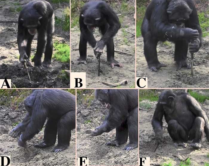 Chimpanzees can learn skills such as digging and building.