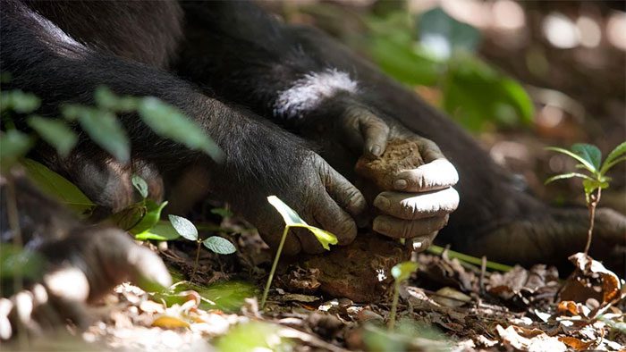 East African chimpanzees have the ability to use tools.