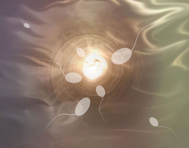 Sperm can influence women's immune response during reproduction.