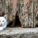 tips to help cats run like the wind through very narrow spaces 136964