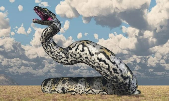 Titanoboa could be as large as Tyrannosaurus rex.