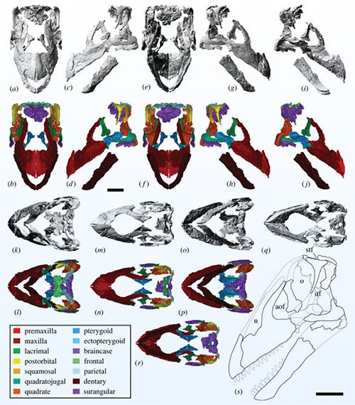 Skull of the giant creature just excavated