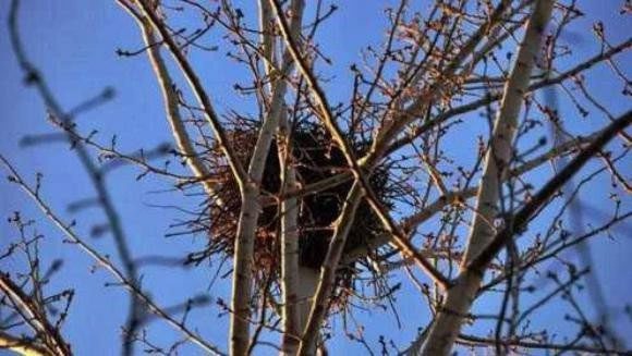 Upward-facing nests are also effective in protecting birds from predators.