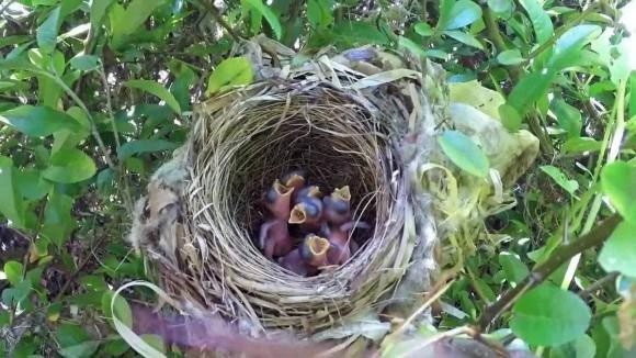 Upward-facing nests also benefit from regulating air temperature.