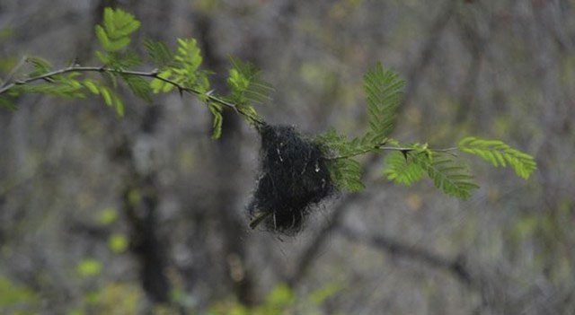 Nests made from rhizomorph threads