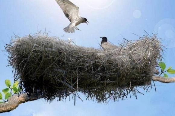 Nests of different species use various materials.