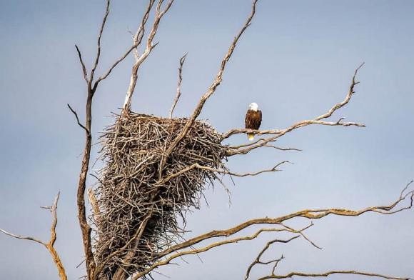 Birds also change their songs to communicate information about the weather.