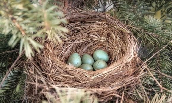 Many bird species build nests facing the sky.