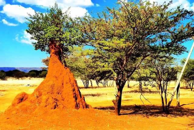 Termite mound