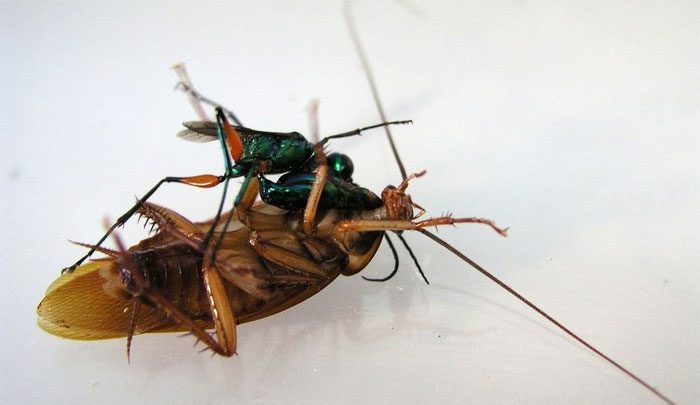 The wasp larva hatches and lives on the cockroach for 4-5 days.