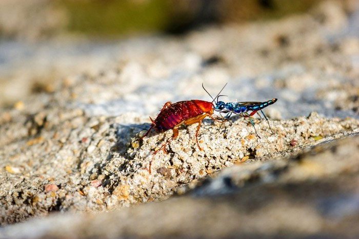 For cockroaches, the emerald wasp is truly a terrifying nightmare.