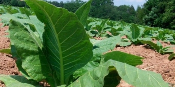 tobacco