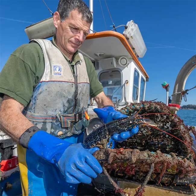 Mr. Ned Bailey inspecting lobster traps.