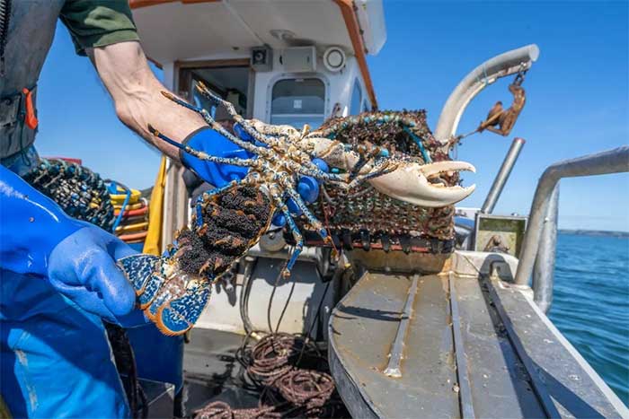 Mr. Ned Bailey with a female lobster carrying 20,000 eggs.