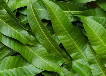 top 8 benefits of mango leaves you may not know 127347