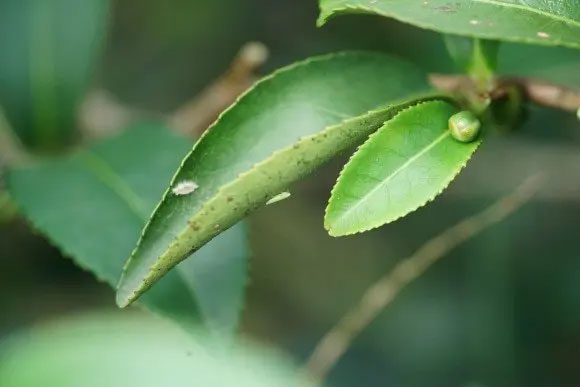 The leaves bitten by green leafhoppers will release specific substances to heal the wounds.