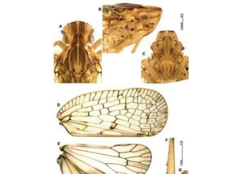 tracking environmental changes due to the discovery of 2 new species of butterflies 138433