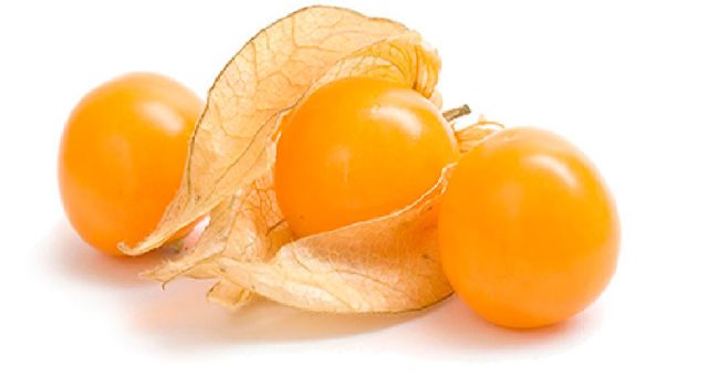 Physalis