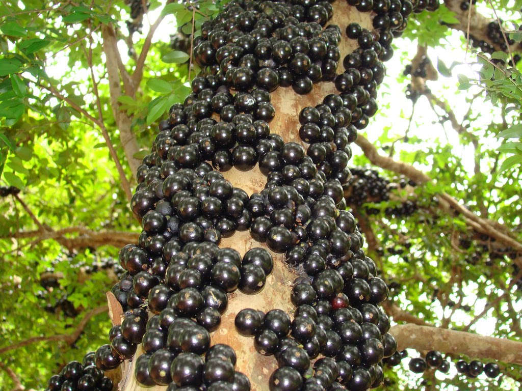 Plinia Cauliflora (Wooden Grape)