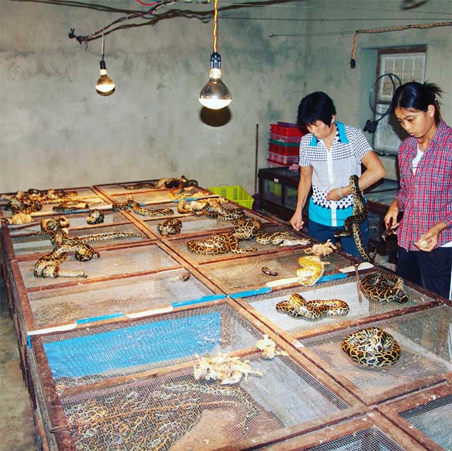 Estimated over 4,000 snake and python farms in Vietnam and China