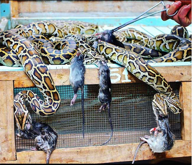 Pythons being fed mice at a farm in An Giang.