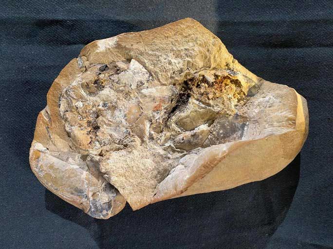 Close-up of the astonishing fossilized heart