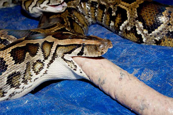 A python eating "recycled sausages" made from pork, chicken, and fish by-products.