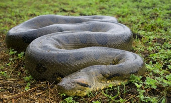 Green Anaconda