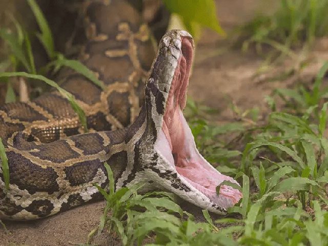 The snake moves very slowly, occasionally opening its mouth in defense.