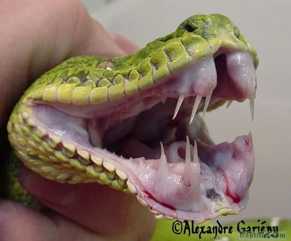 Teeth of the Green Tree Python resemble fangs of venomous snakes.