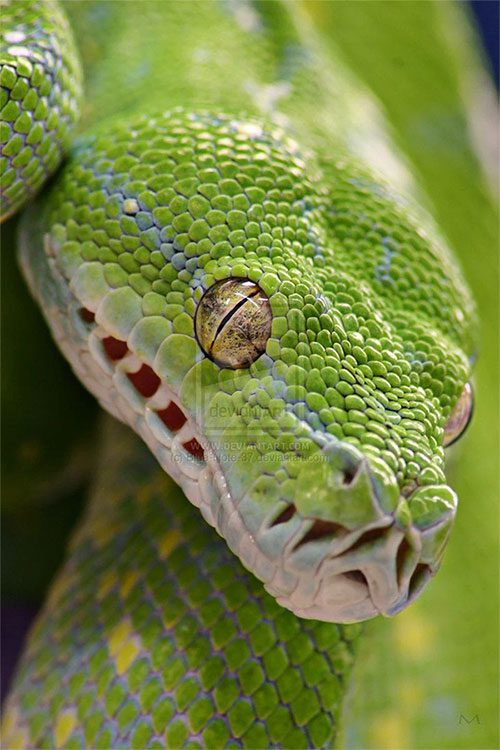 Nostrils and heat pits of the Green Tree Python.