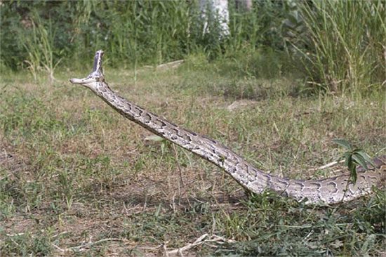 Learn about the man-eating snake in Africa