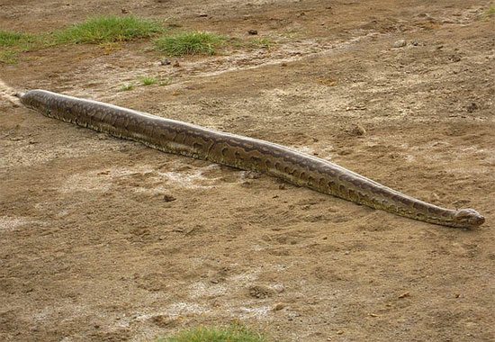 Learn about the man-eating snake in Africa