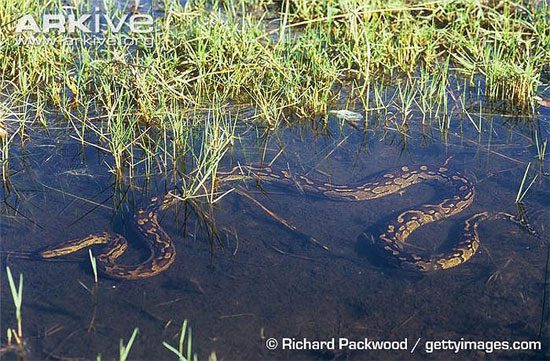 Learn about the man-eating snake in Africa