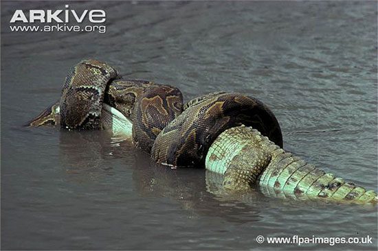 Learn about the man-eating snake in Africa