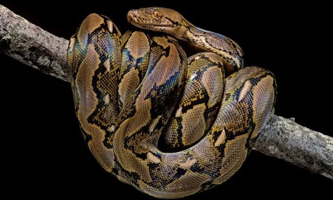 Reticulated Python