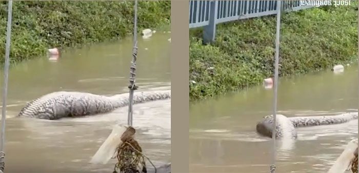 Giant snake swimming or floating in floodwater