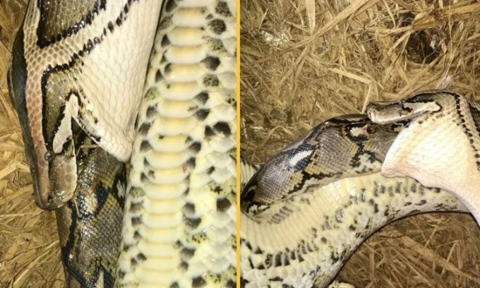 Burmese python observed hunting and consuming a reticulated python for the first time.