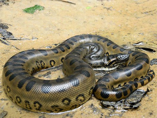 Animal world in tropical rainforests