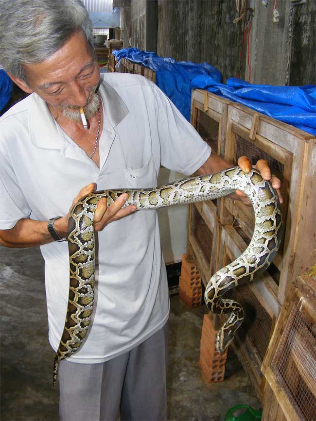 Malayopython reticulatus.