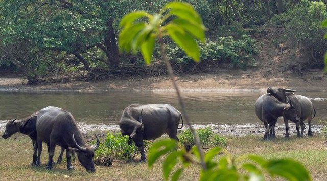 Water buffalo - an animal often associated with hard work in the fields, trudging under the harsh sun.