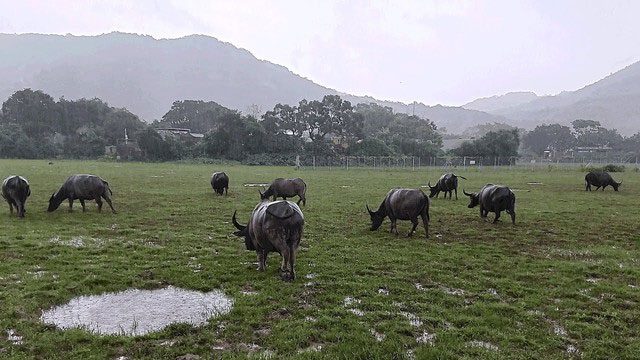 Lantau Island is one of the few places where water buffaloes can live in the wild.