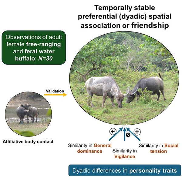 Research shows that water buffalo are highly social animals.