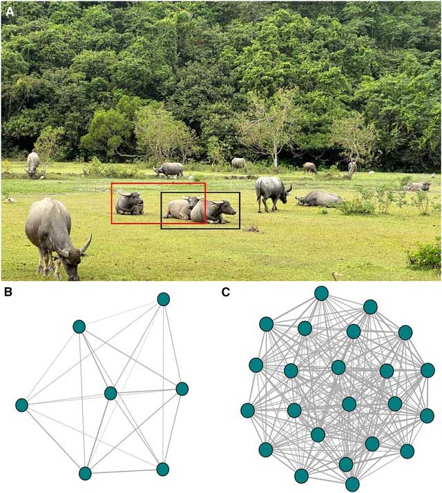 Buffaloes with similar personalities tend to approach and play with each other more.