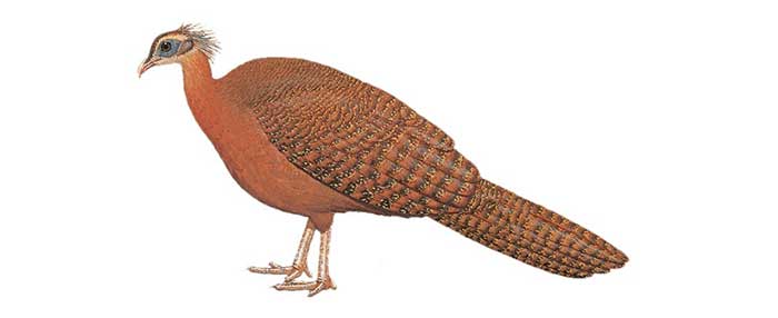 Image of the female Vietnamese Peacock-Pheasant.