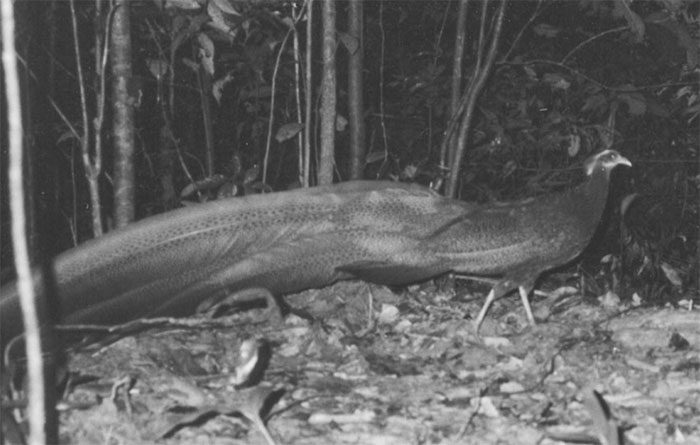 Image of the Vietnamese Peacock-Pheasant taken from a camera trap.