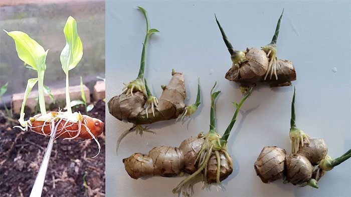 Place the pot in a warm sunny spot as ginger does not thrive in cold conditions.