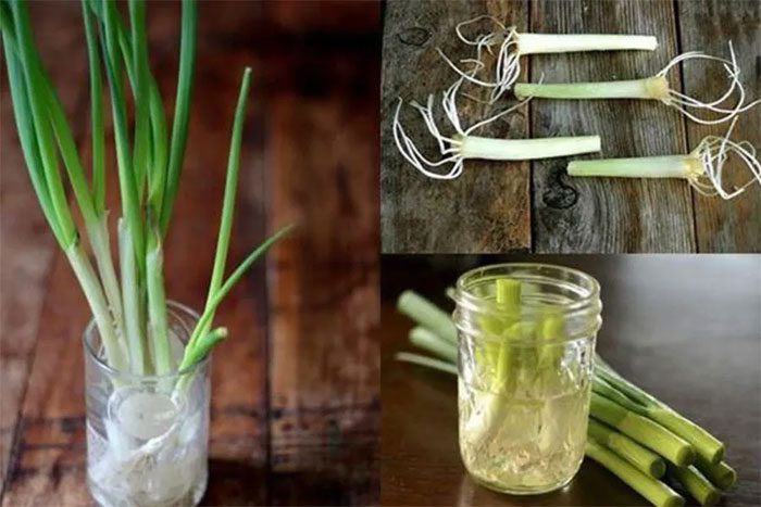 Green onions are one of the easiest to grow, perfect for trying out in the kitchen.