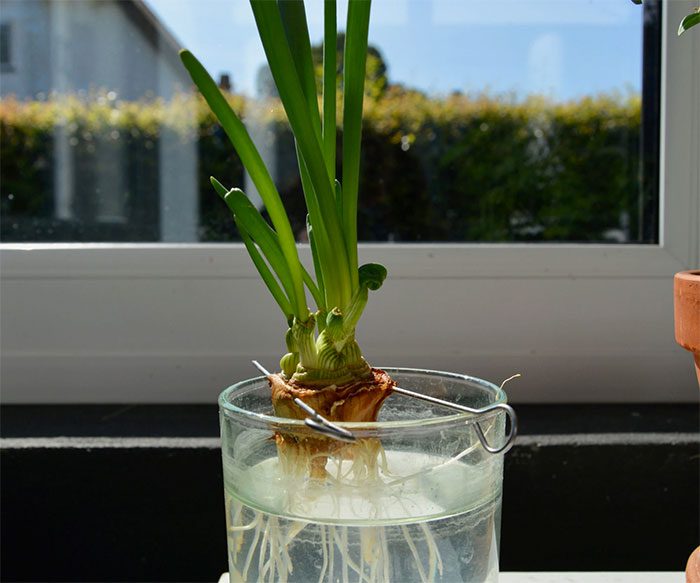 Use the root end of the onion for "regrowth".