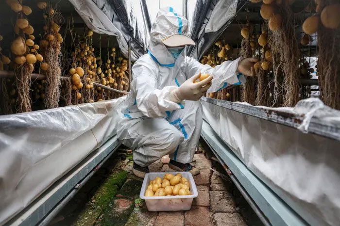 Chinese scientists research weather-resistant potatoes.